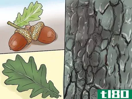 Image titled Identify Oak Leaves Step 1