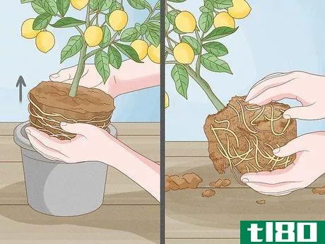 Image titled Grow Lemon Trees Indoors Step 6