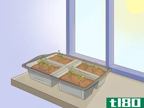 Image titled Grow Herbs Step 8