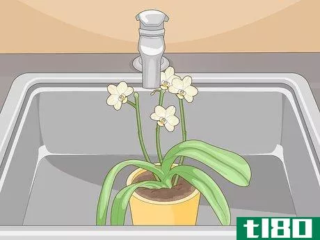 Image titled Get Orchids to Rebloom Step 14