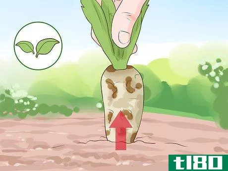 如何收获菊苣(harvest chicory)