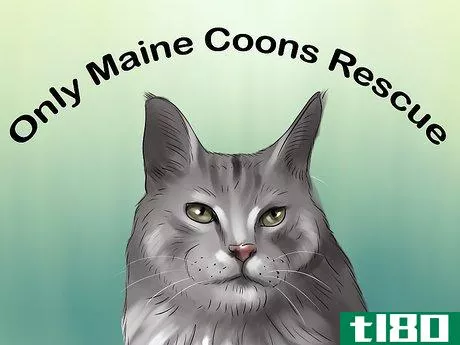 Image titled Identify a Maine Coon Step 14