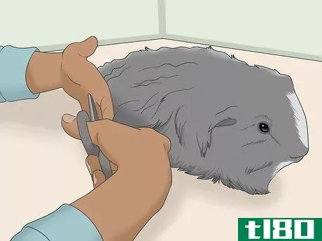 Image titled Get Knots Out of a Guinea Pig's Fur Step 11