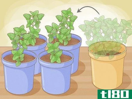Image titled Grow Mint in a Pot Step 24
