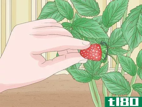 Image titled Harvest Raspberries Step 8