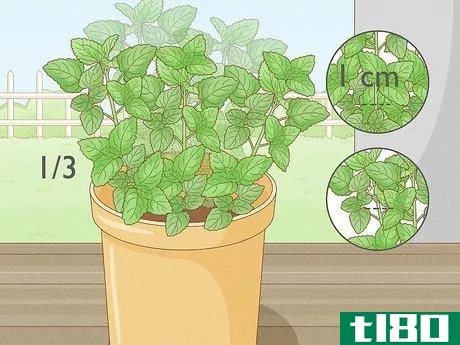 Image titled Grow Mint in a Pot Step 23