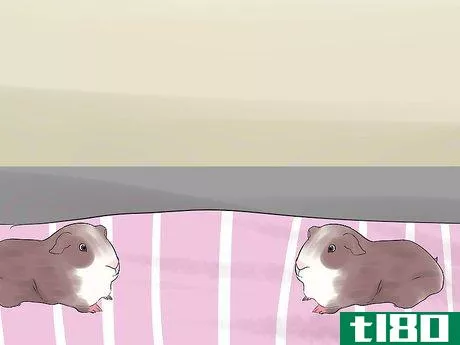 Image titled Introduce Your Guinea Pig to Floor Time Step 2