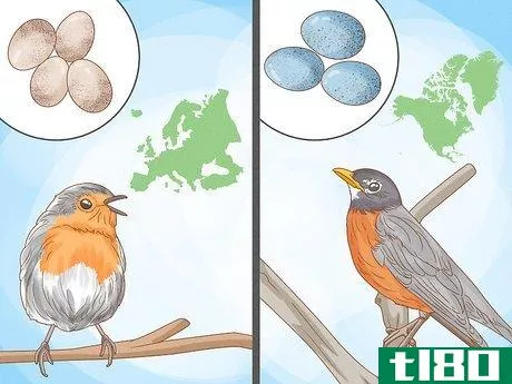 Image titled Identify a European Robin Step 15