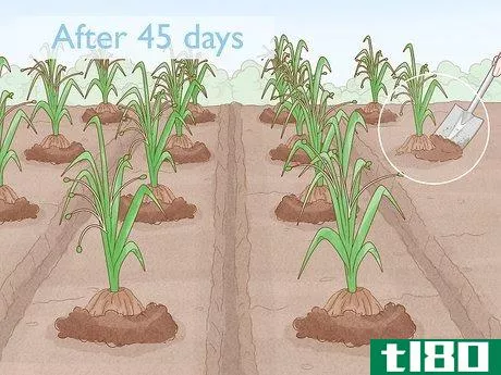 Image titled Grow Adlai Rice Step 12