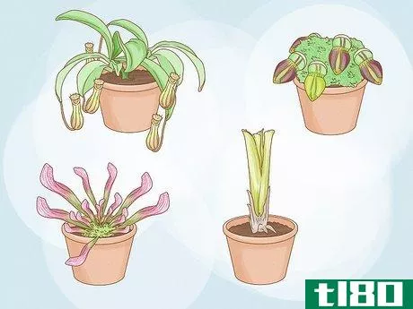 如何种植猪笼草(grow pitcher plants)