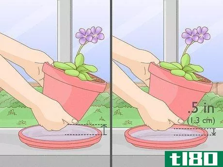 Image titled Grow Butterwort Step 7