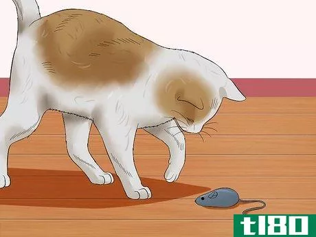 Image titled Help Cats to Sleep at Bedtime Step 5
