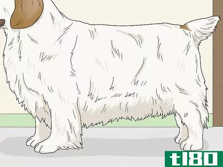 Image titled Identify a Clumber Spaniel Step 8