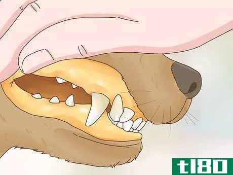 Image titled Get a Dog to Stop Eating Dirt Step 3