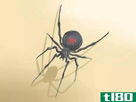 如何除掉黑寡妇蜘蛛(get rid of black widow spiders)