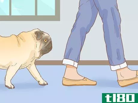 Image titled Identify a Pug Step 14