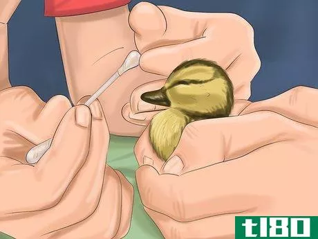 Image titled Make Baby Bird Rescue Food Step 11
