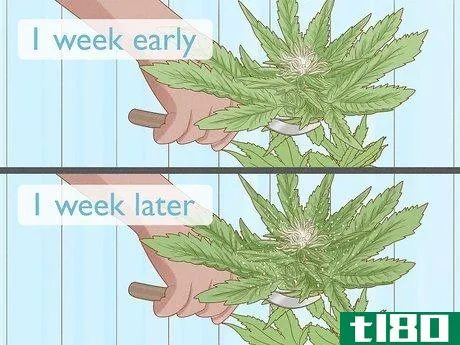 Image titled Make Marijuana Smell Stronger Step 8