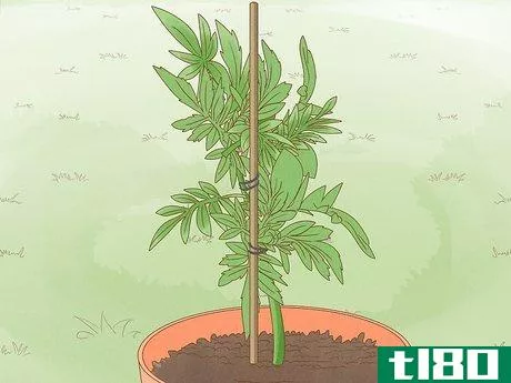 Image titled Make Marigolds Flower Step 8