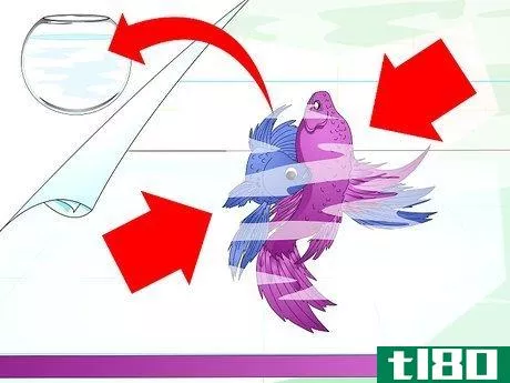 Image titled Make a Female Betta Community Step 2