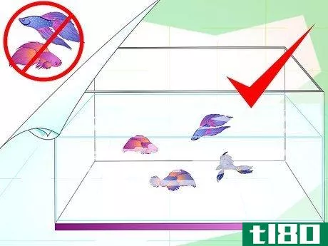 Image titled Make a Female Betta Community Step 6