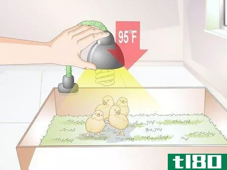 Image titled Look After Baby Chicks Step 7