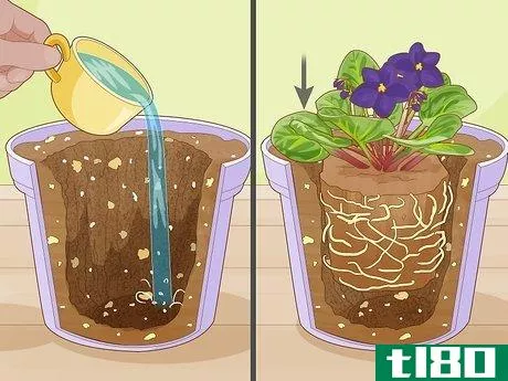 Image titled Make African Violet Soil Mix Step 9