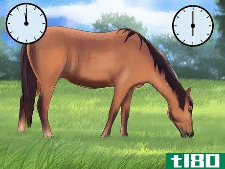 Image titled Maintain Healthy Weight for a Horse Step 12
