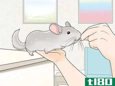 Image titled Let a Chinchilla out of its Cage Step 11