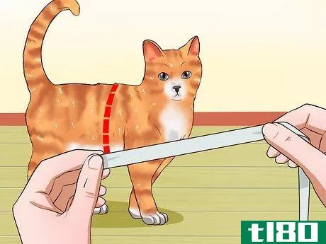如何用皮带牵猫(leash train a cat)