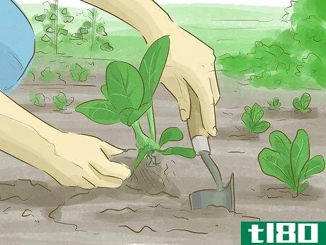 Image titled Make Money Growing Vegetables Step 2