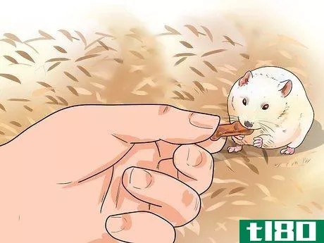 Image titled Make Dwarf Hamsters Stop Biting the Cage Step 6