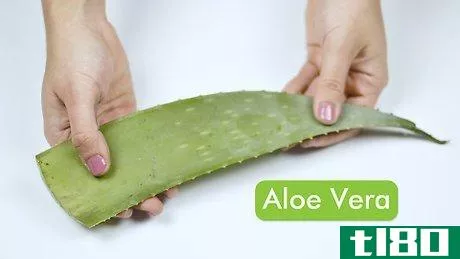 如何用芦荟果肉做发胶(make hair gel using aloe vera pulp)