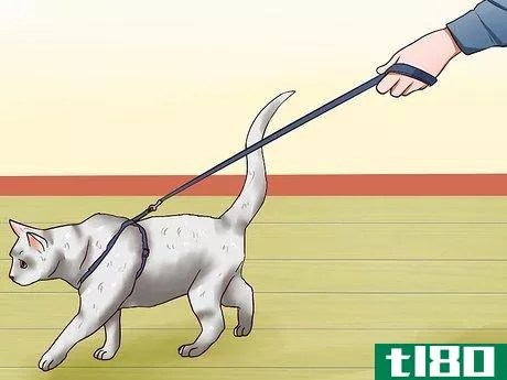 Image titled Leash Train a Cat Step 6