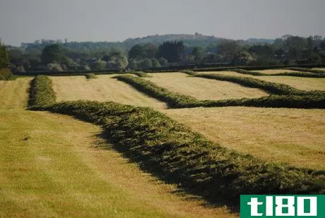 Image titled Swathed forage ready for silaging