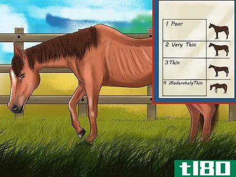 Image titled Maintain Healthy Weight for a Horse Step 3