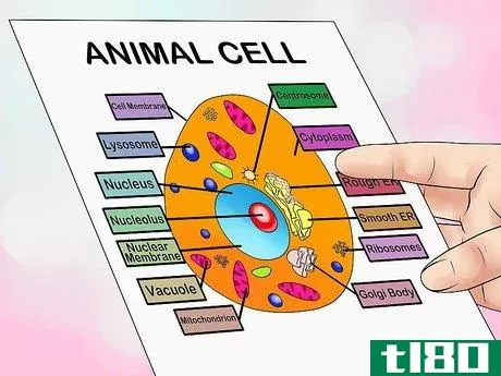 Image titled Make an Animal Cell for a Science Project Step 1