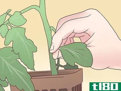 Image titled Plant English Ivy Step 6