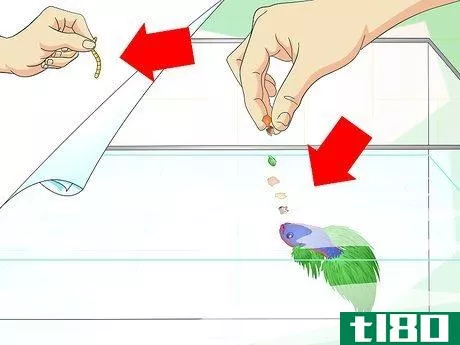 Image titled Make a Female Betta Community Step 4