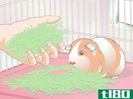 Image titled Make Guinea Pig Food Step 9