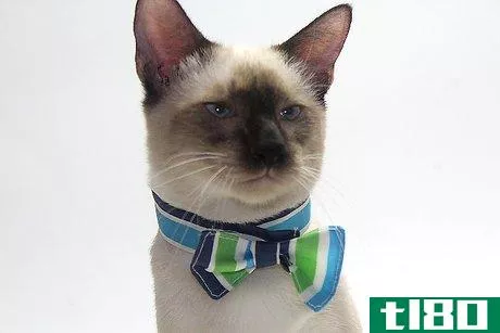 Image titled Make a Bow Tie for Your Cat Step 19