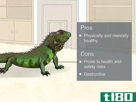 如何让你的绿鬣蜥自由漫步(let your green iguana free roam)