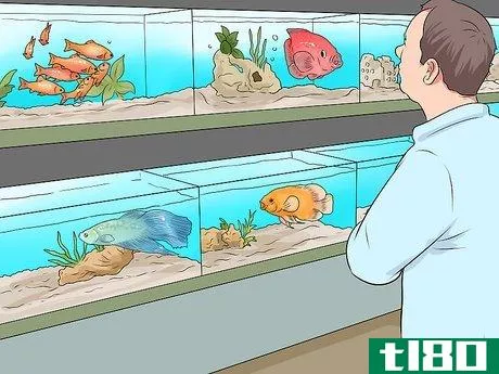 如何让水族馆的设置脱颖而出(make aquarium setups stand out)
