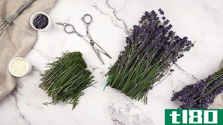 如何做薰衣草油(make lavender oil)