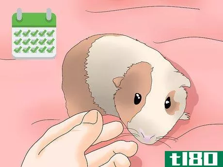Image titled Make Sure Your Guinea Pig Is Happy Step 13