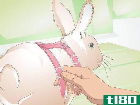Image titled Make Your Rabbit a Leash Step 11
