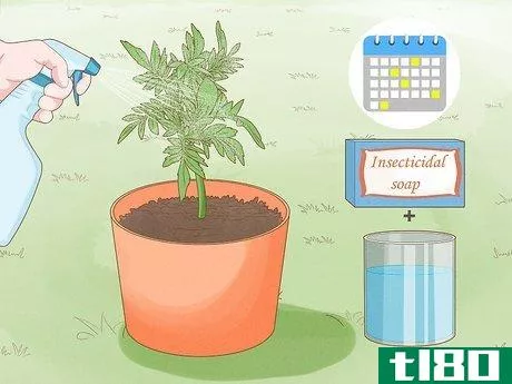 Image titled Make Marigolds Flower Step 6