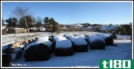 Image titled Winter Silage