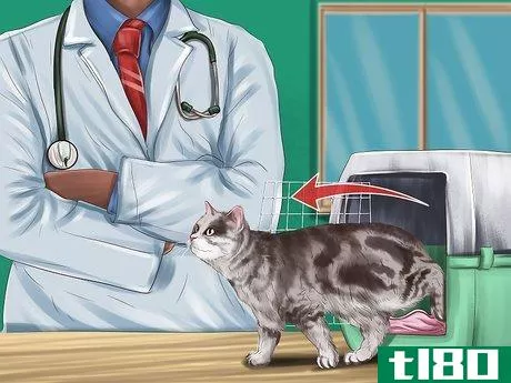 Image titled Make Vet Visits Less Stressful for Your Cat Step 14