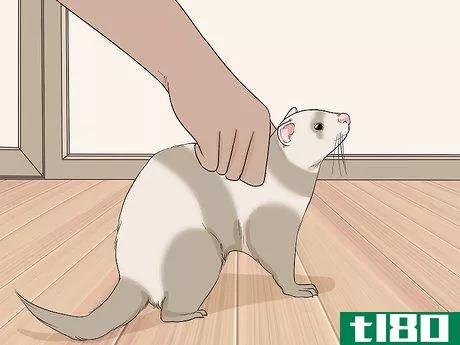 Image titled Let Your Ferret Out of Its Cage Step 13